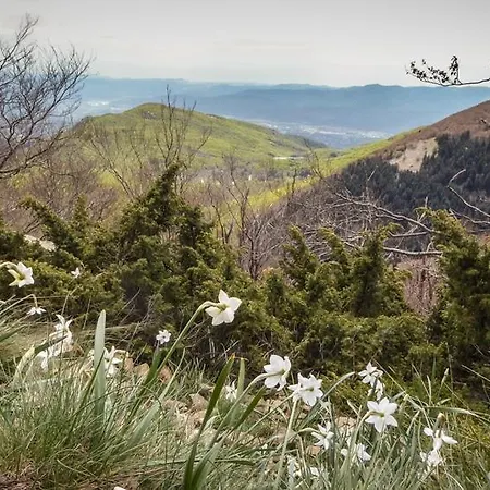 L'avet Blau * Santa Fe de Montseny